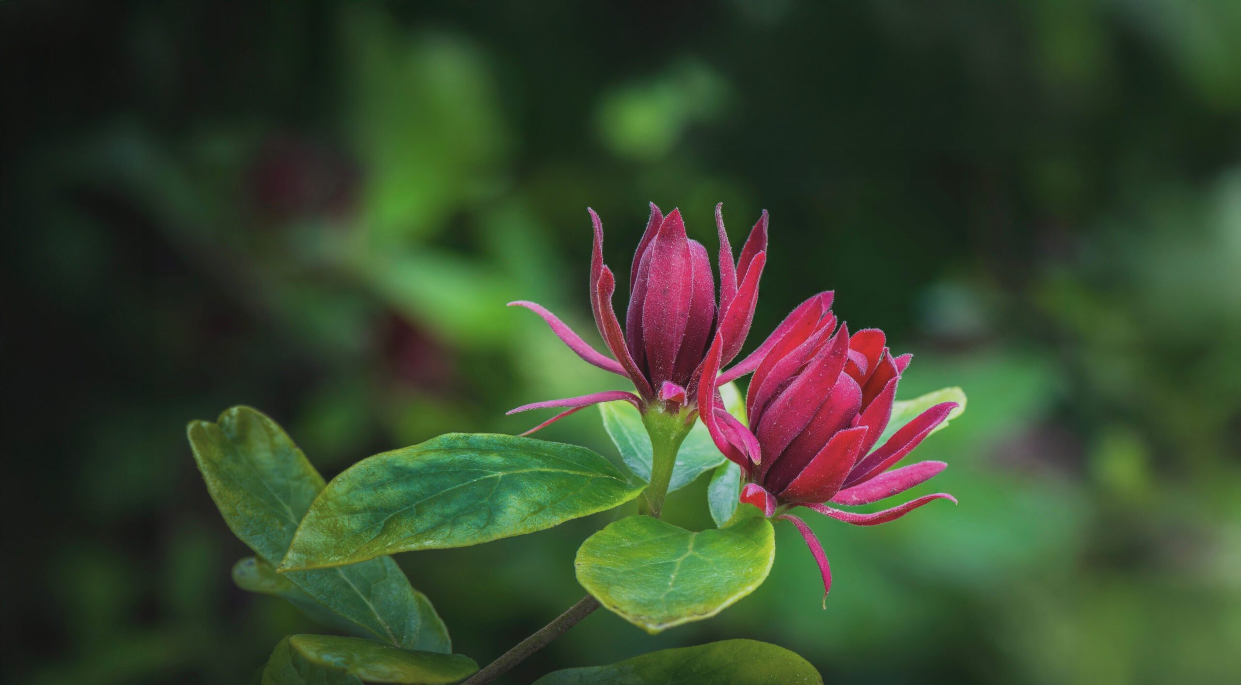 Lorem ipsum dolor sit amet