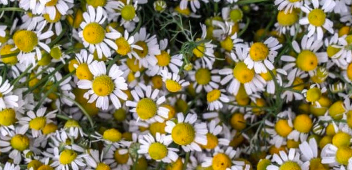 Lemon orchards have the lowest “water footprint” of any crop in Spain, and lemon orchards are highly concentrated in drier growing regions such as Murcia.