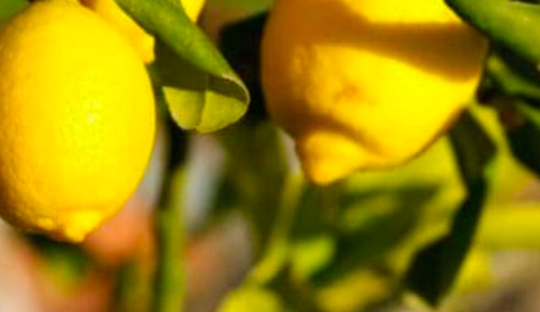 Lorem ipsum dolor sit amet