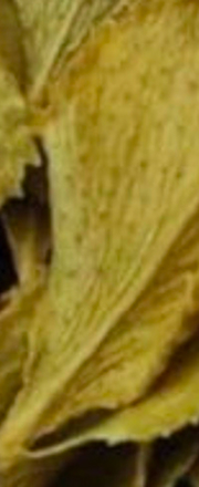 Lorem ipsum dolor sit amet