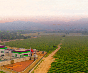 Vetiver Oil Haiti, M.D.