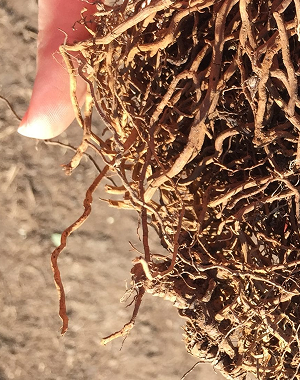 Lorem ipsum dolor sit amet