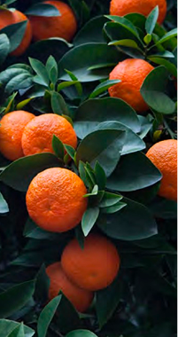 Lorem ipsum dolor sit amet